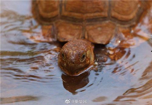 带你吃瓜健身动物,揭秘健身达人的趣味生活