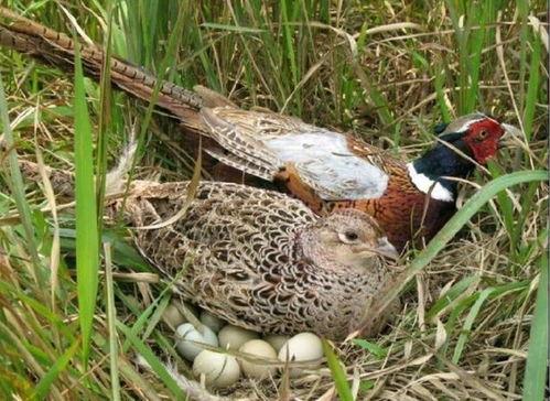 野鸡吃幼瓜咋办,应对野鸡侵害幼瓜的防治策略