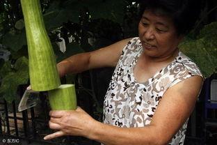 会长吃瓜截图,揭秘幕后真相