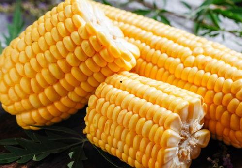 吃玉米的瓜,探寻传统美食的传承与创新