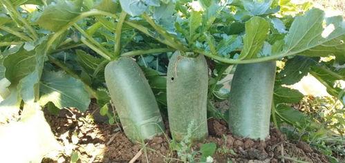 莱阳吃瓜事件,一场引发全民热议的网络狂欢