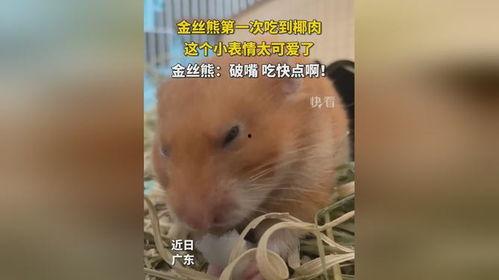 金丝熊可以吃瓜,瓜果时光