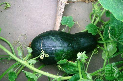 大飞吃瓜合集,揭秘娱乐圈那些不为人知的幕后故事