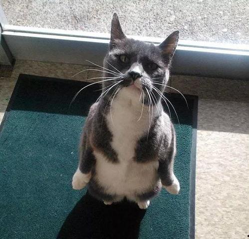 猫咪吃瓜头像,萌态十足，揭秘瓜界萌宠新风尚