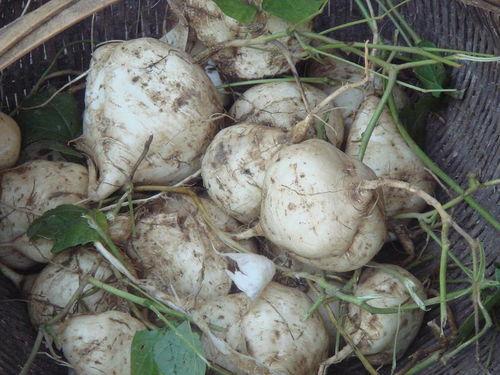 土瓜湾吃瓜,探寻香港老城区的“吃瓜”风情