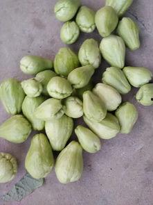 佛手瓜能放在冬天吃吗,冬季食用佛手瓜的适宜性探讨