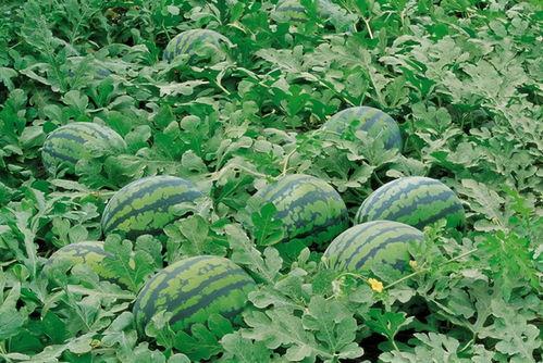 呆瓜买花吃瓜图片大全,趣味盎然的买花吃瓜瞬间