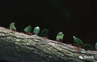 小蚂蚁吃瓜,小蚂蚁的甜蜜瓜果之旅