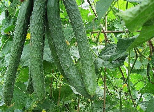 小杜每天吃瓜,瓜香四溢的生活日常