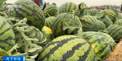 他们都在吃瓜,众人共享的欢乐时光