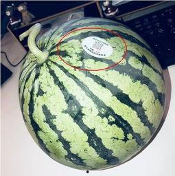 平乡网红吃瓜,揭秘网络红人的幕后生活