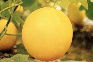 河北事件吃瓜,揭秘背后真相，吃瓜群众热议不断