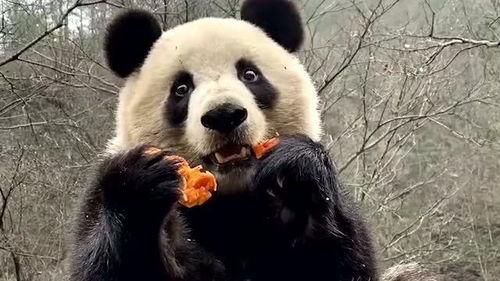 熊猫吃瓜吵架图片大全,趣味横生的搞笑瞬间