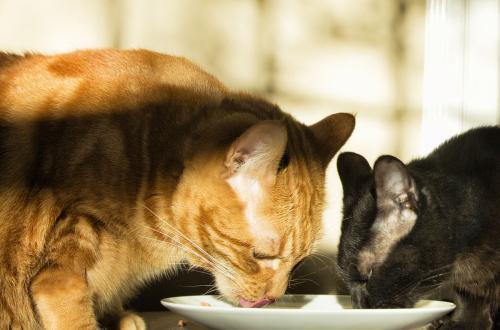 猫可以吃乳瓜,乳瓜，猫咪的新宠