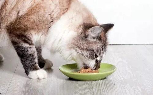 猫咪买瓜吃瓜图片卡通画,萌态可掬卡通画大赏