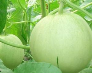 孕妇可以吃那些瓜,孕妇适宜食用的瓜类推荐