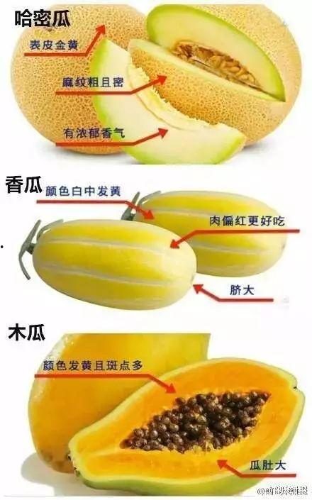 带你吃瓜买水果,探寻健康美味的生活秘诀