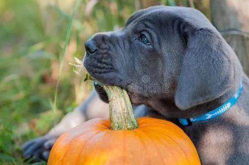 小孩吃蛇皮瓜好么,儿童食用指南与营养分析